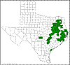 Quercus incana.png