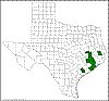 Quercus similis.png