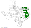Quercus velutina.png