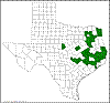 Yucca louisianensis.png