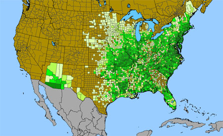 Desmodium